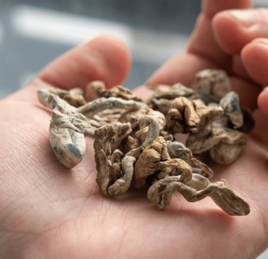 Magic mushrooms are becoming very popular
