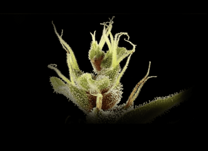 Marijuana eases chronic pain