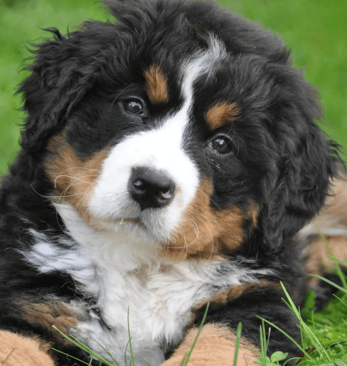 Don't let your pet eat your marijuana