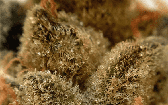 GSC Marijuana Strain