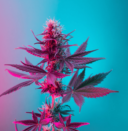 Cannabis can be an effective treatment for menopause