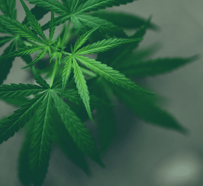 Medical cannabis for health conditions