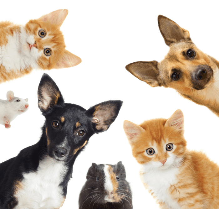 Don't allow your pets to eat your weed