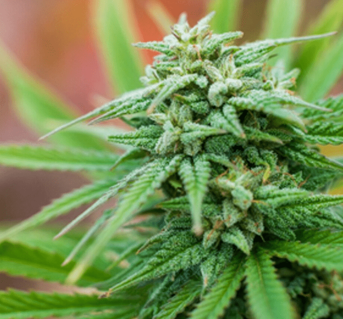 Medical marijuana has many health benefits